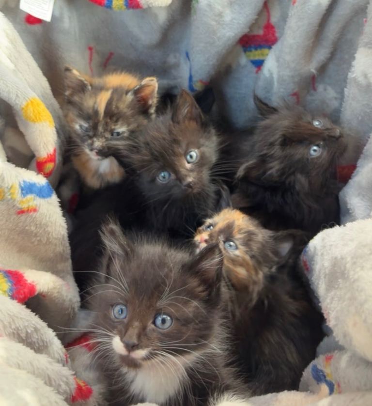 🐾 **Beautiful Kittens Looking for Their Forever Homes ❤️