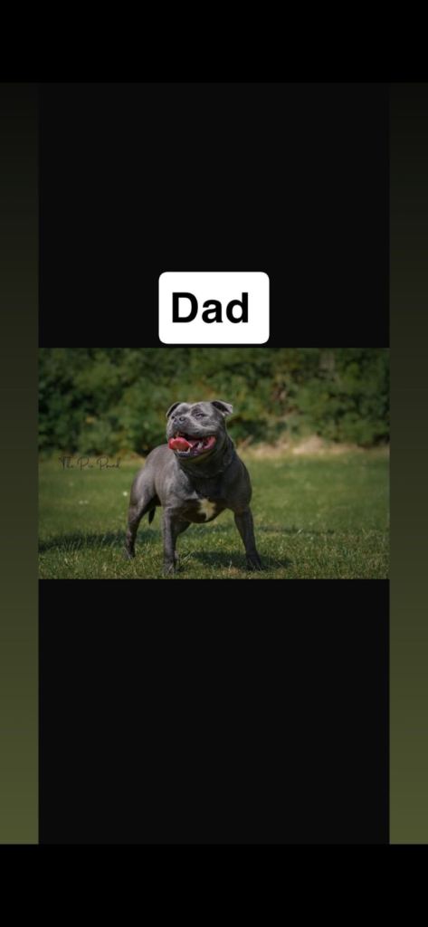 Blue Staffordshire bull terrier puppy