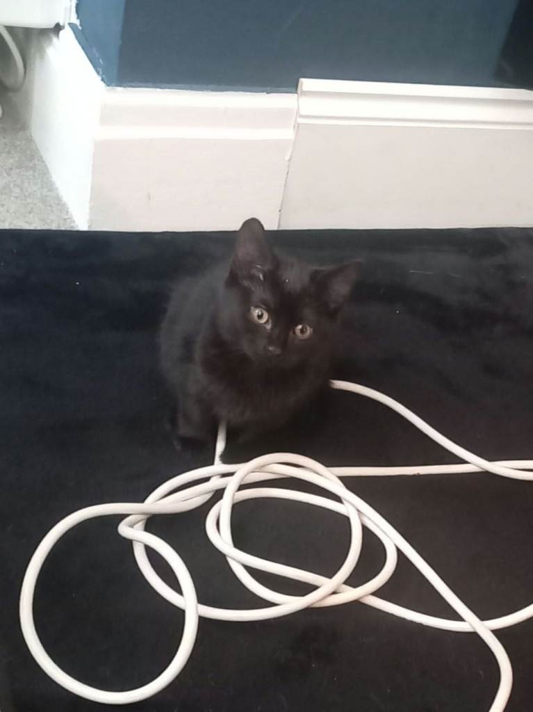 beautiful black kittens 