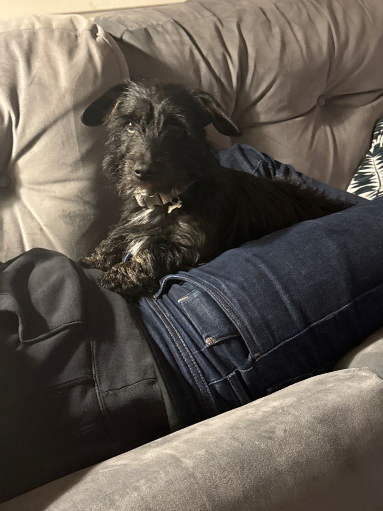 Wired hair dachshund 