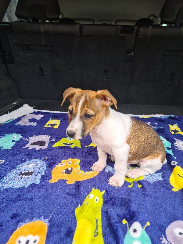 Jack russell miniature pups
