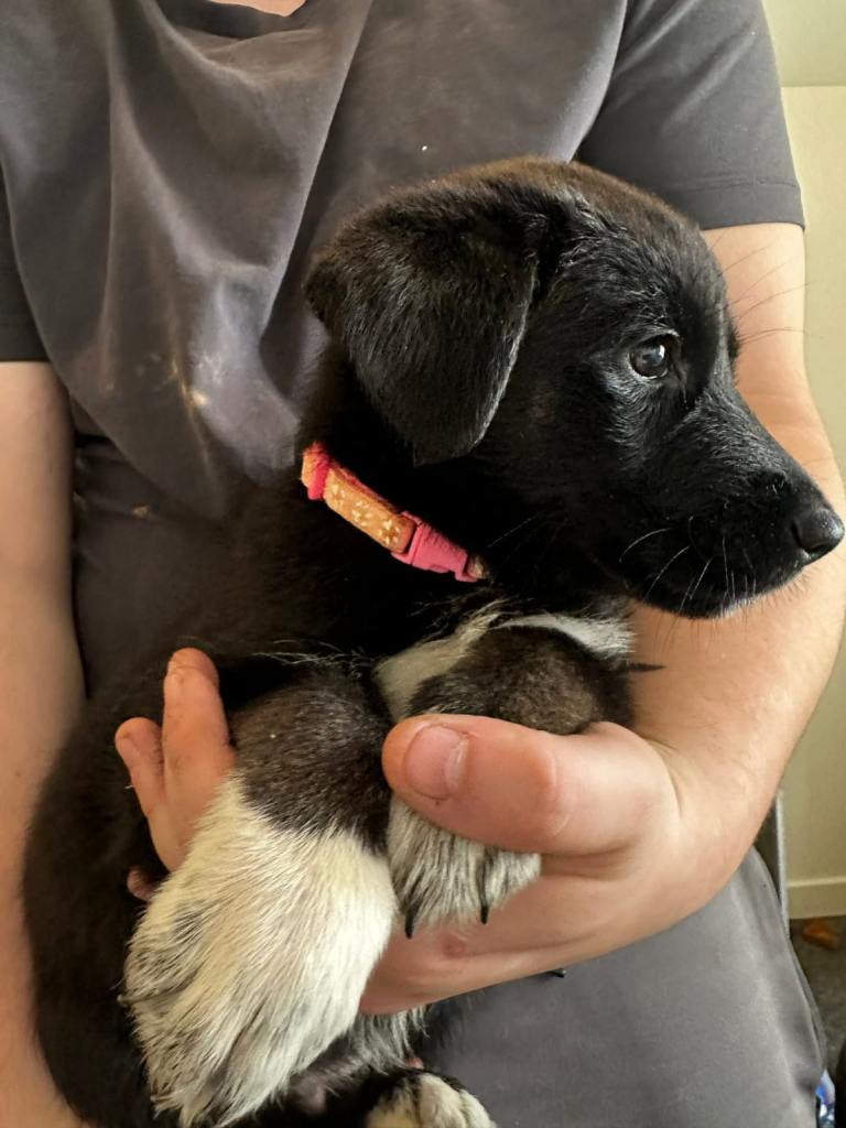 1 left Husky Shepherd mix pups