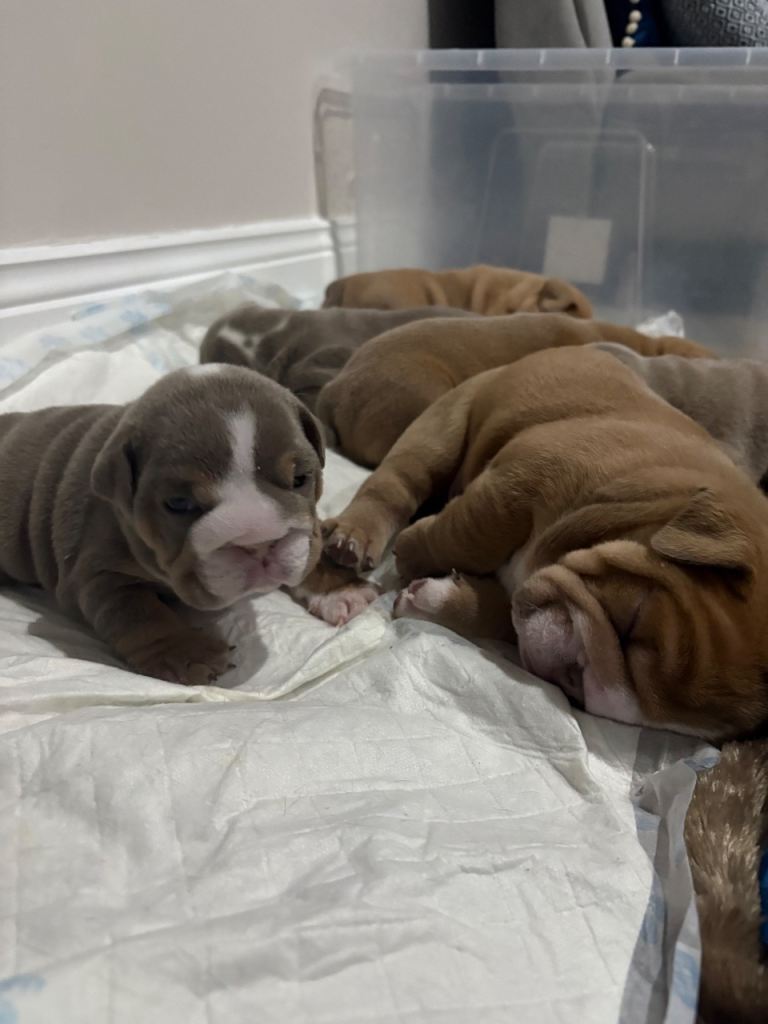 English bulldog puppy