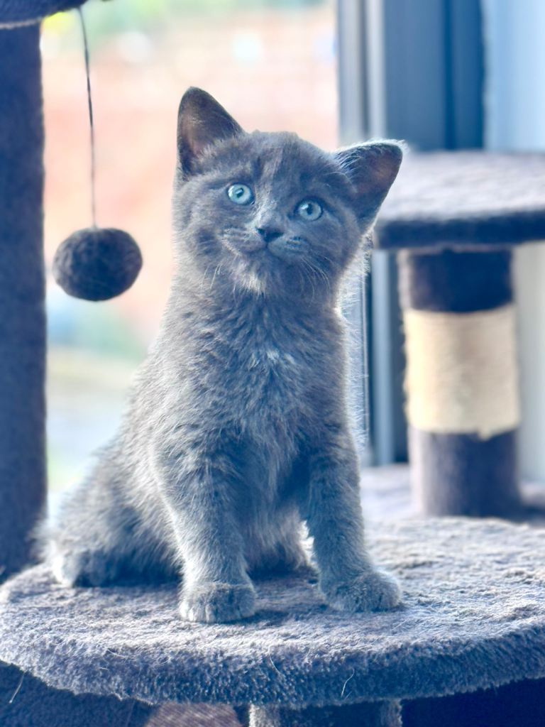 4 Adorable kittens for sale 