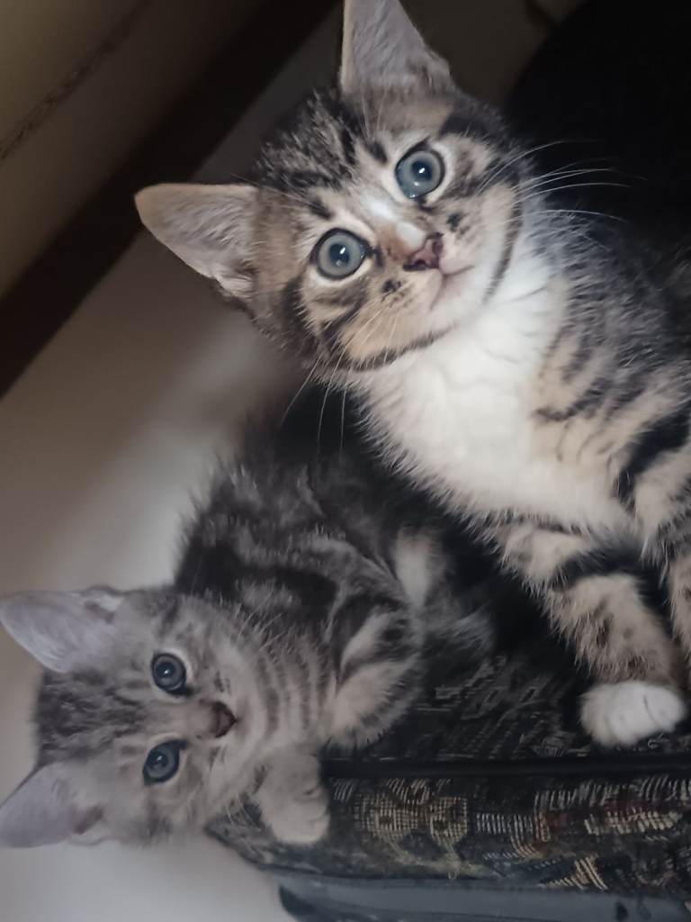 bengal kittens 