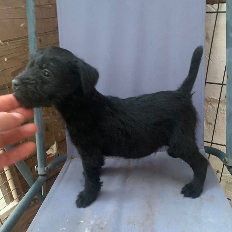 Patterdale terrier puppies 