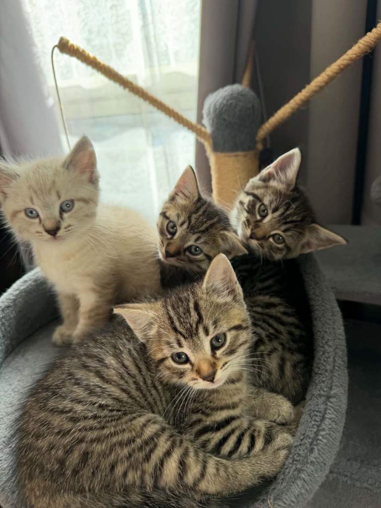 4 beautiful kittens 