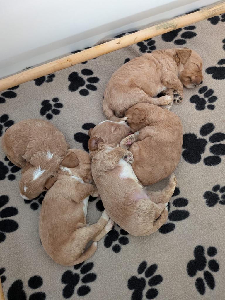 ⭐️ Stunning F1b toy cockapoo’s ⭐️
