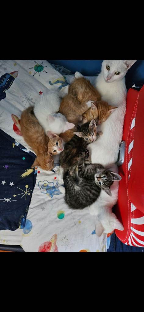 Beautiful kittens for sale