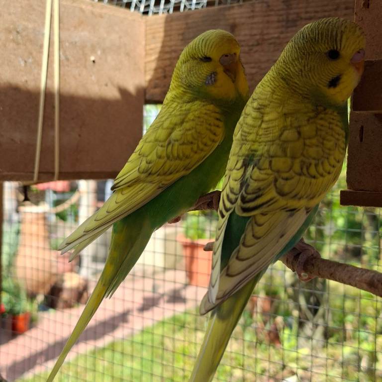  baby budgies 