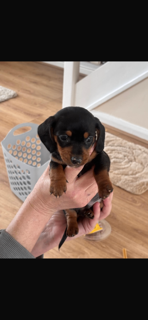 Dachshund puppies