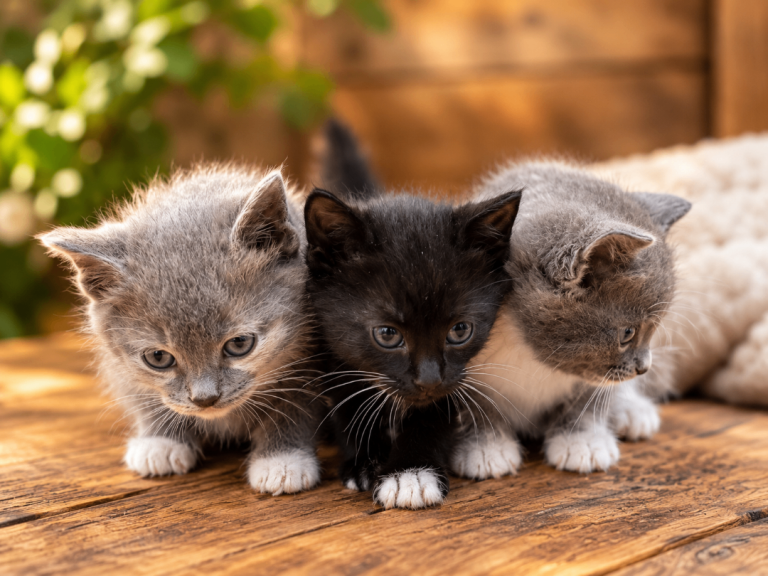 🐾 KITTENS LOOKING FOR LOVING HOMES 🐾