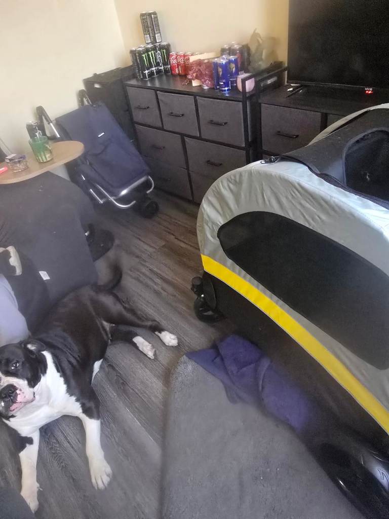 Dog buggy 