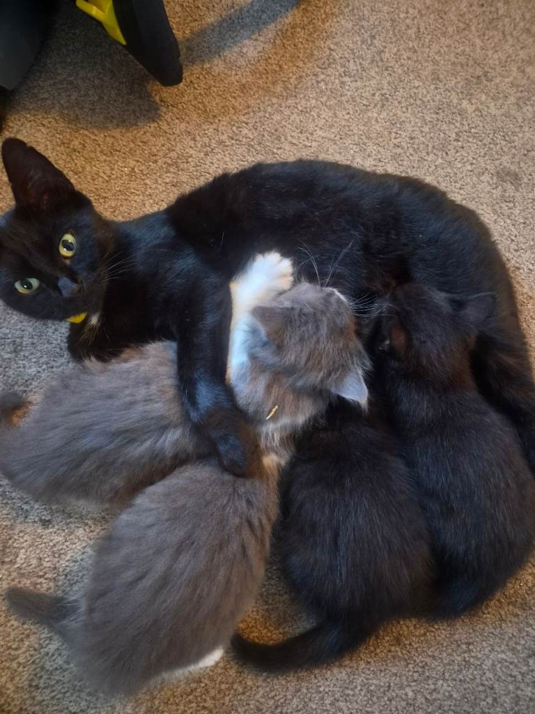 🐾Cute and playful kittens looking for a loving home 🐾