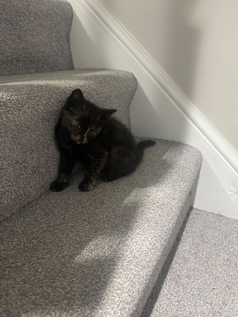 Beautiful, well-loved kittens looking for forever homes