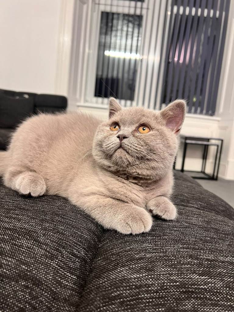 British Shorthair - 16 weeks old