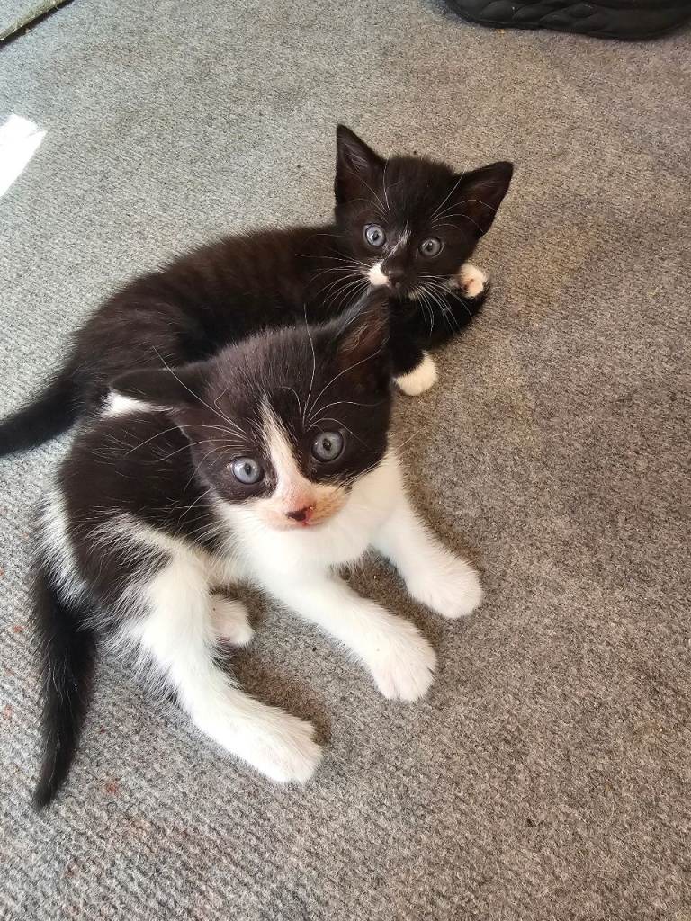Kittens 