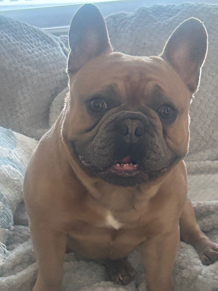 French bull dog 