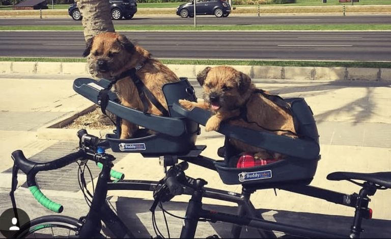 Buddyrider dog seat for your bike