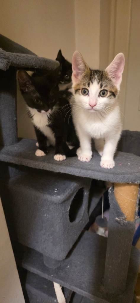 kittens ready for forever homes 