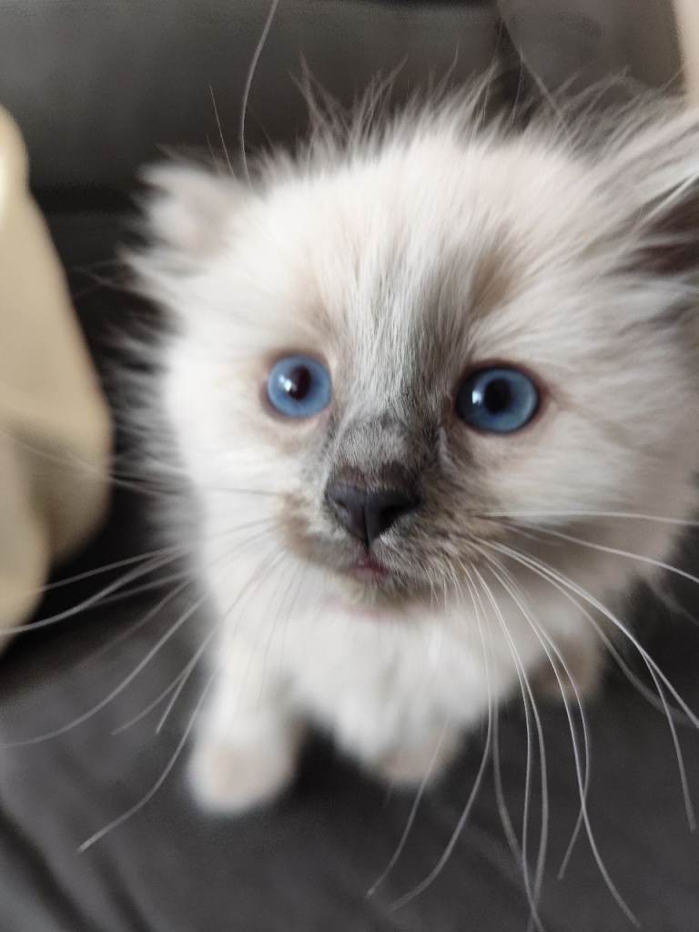 Ragdoll kitten one girl left