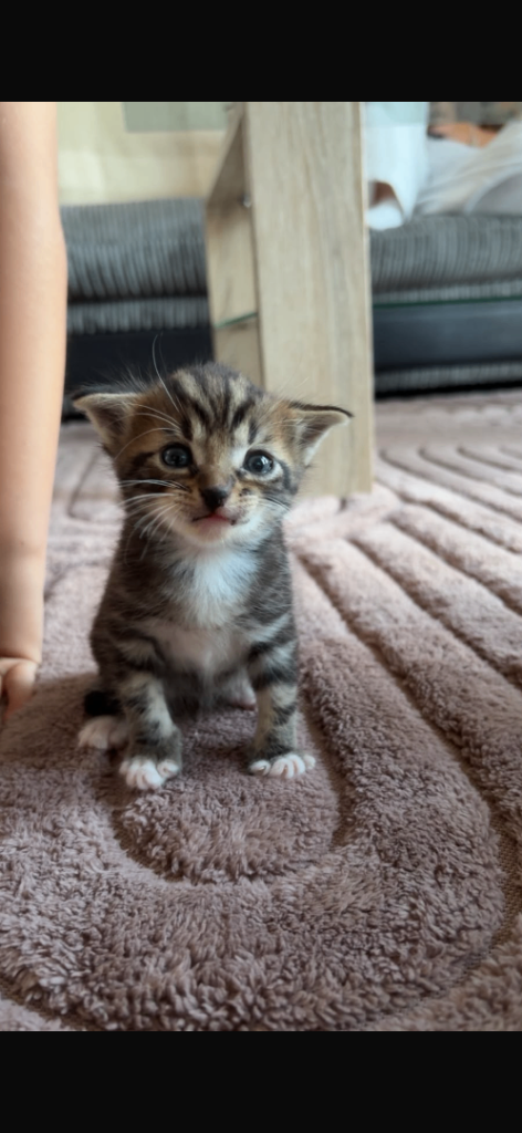 Ginger and Black kittens
