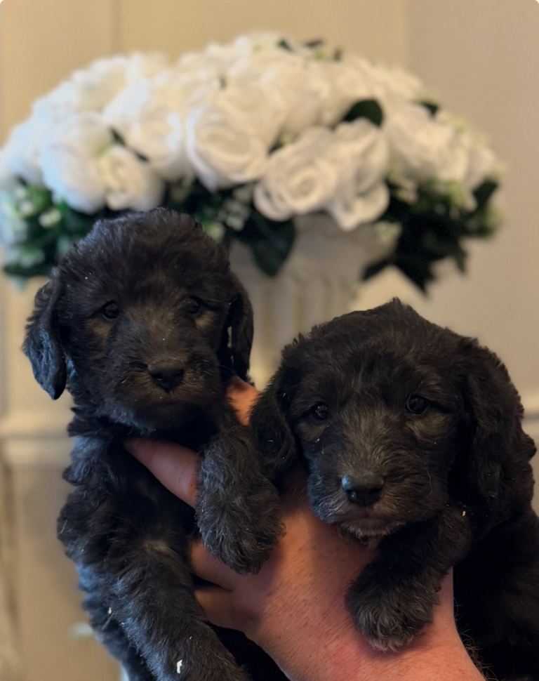 Bedlington whippets puppies 