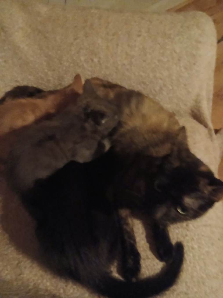 Playful and full of mischiel gorgeous little babys ready for their new homes