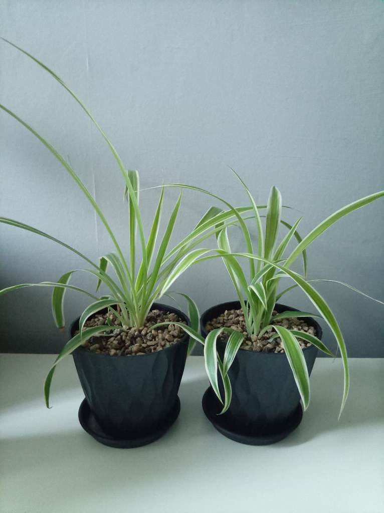2x Spider plants