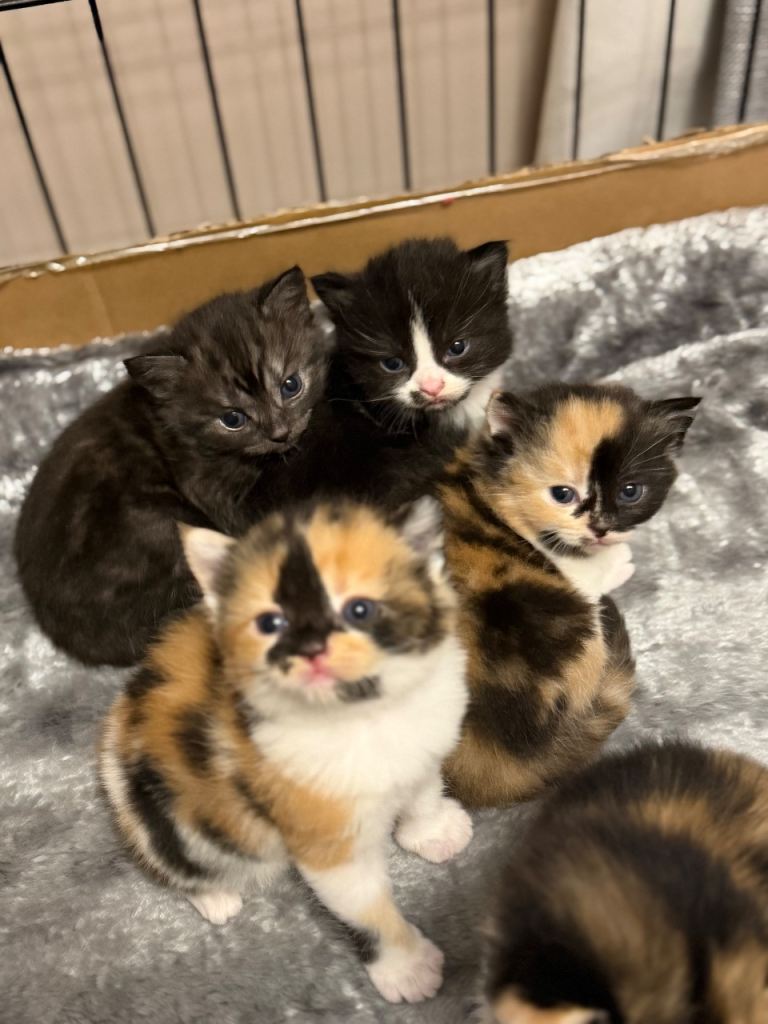 Persian cross kittens 