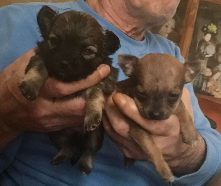 Chihuahua pups for sale, two stunning females. 