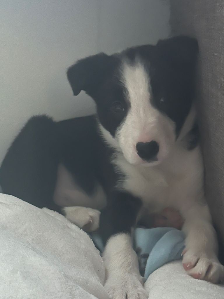 Male Puppy Border Collie for sale 