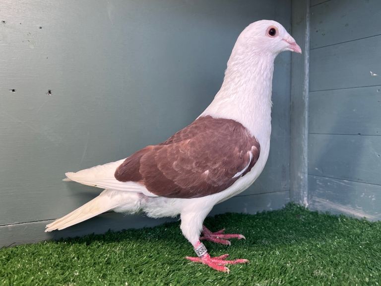 Colour Racing Pigeon 