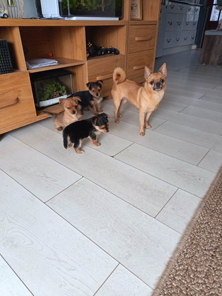 3 x Yorkshire terrier x Pomeranian puppies