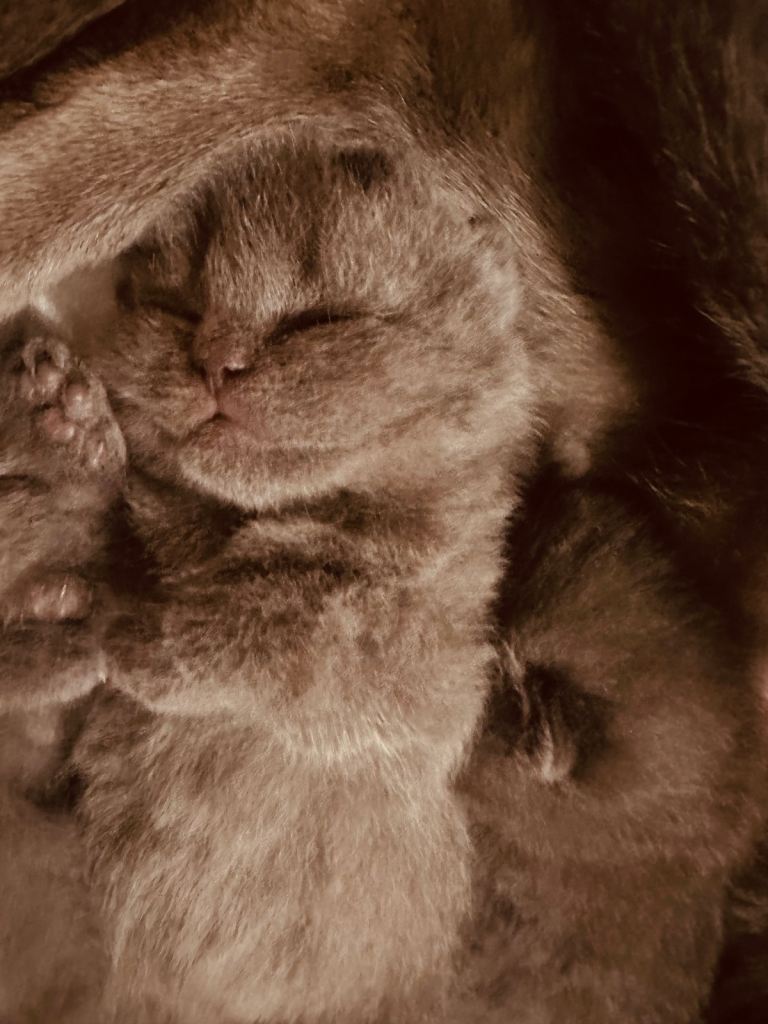pure pedigree blue British shorthair kittens 