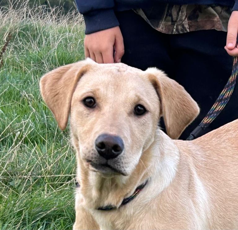 KC Registered 6 month old Labrador bitch for sale