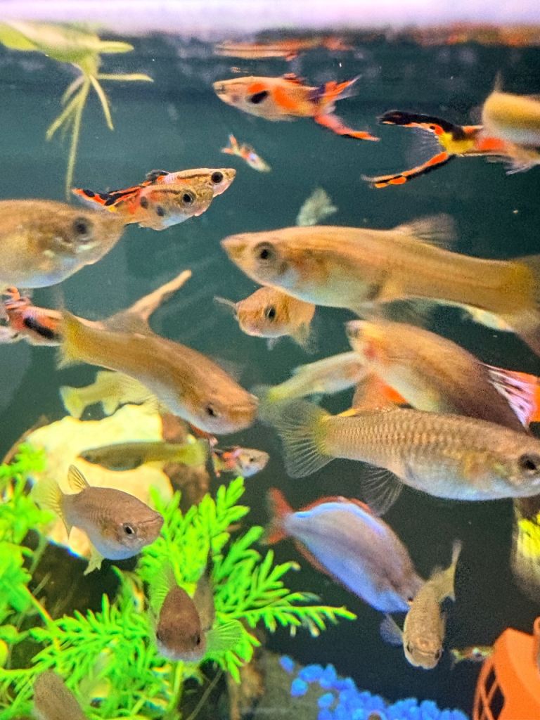 Rehome Fish