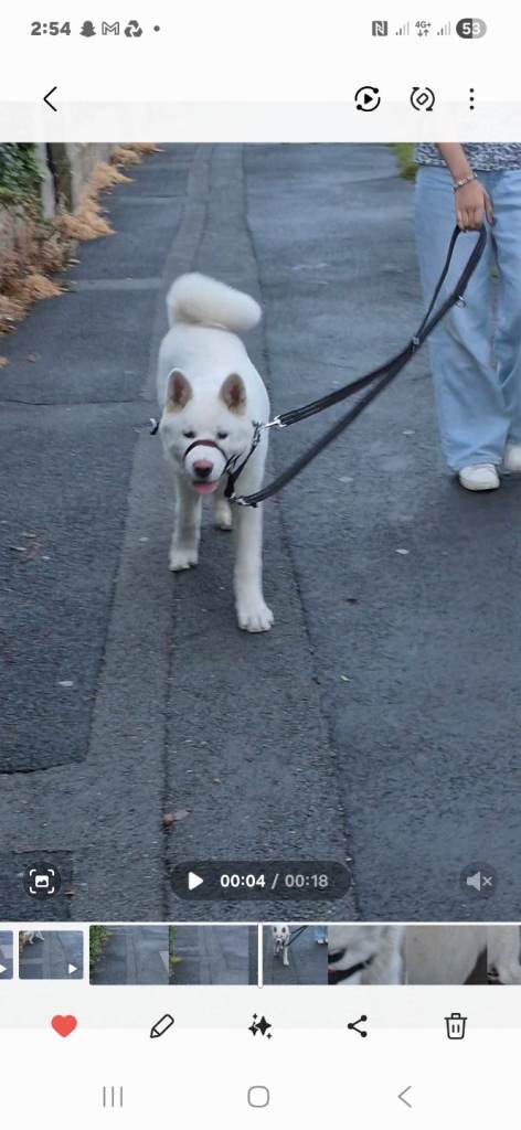 American akita £450 ono
