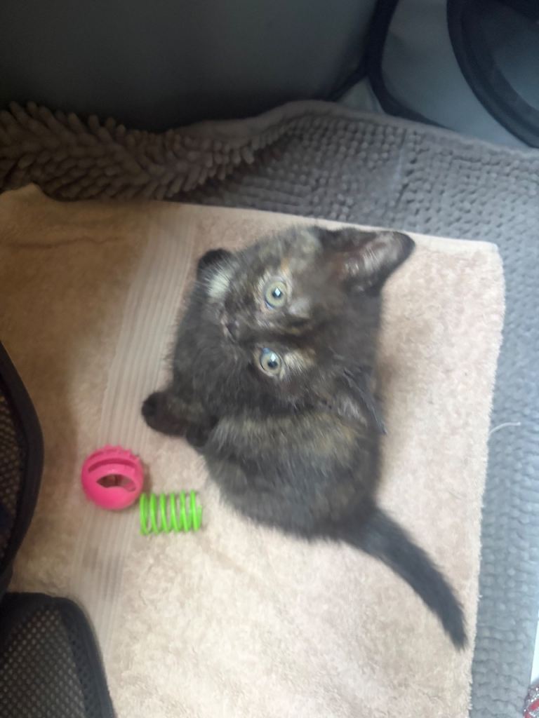 🐾 1 Beautiful female Kittens Looking for Their Forever Homes 🐾