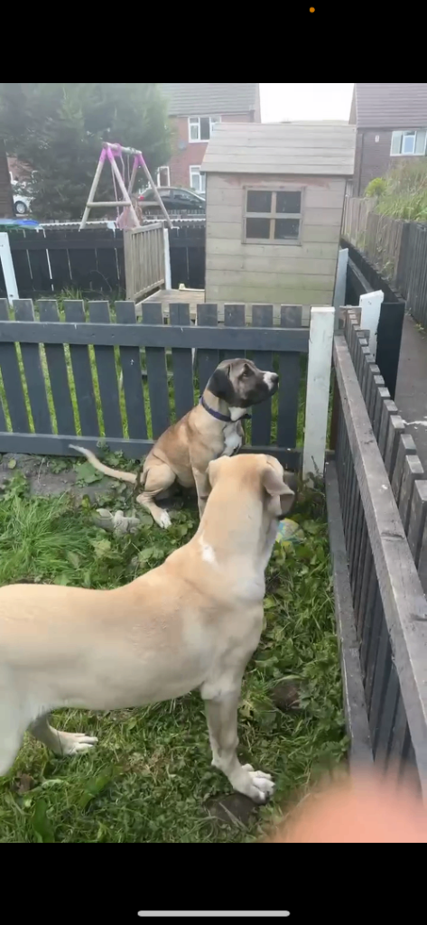 Bully kuttah x mastiff kangal