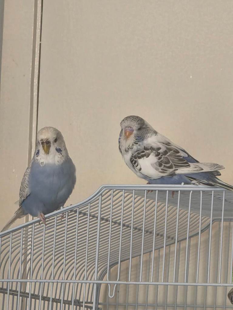 Budgies and cage