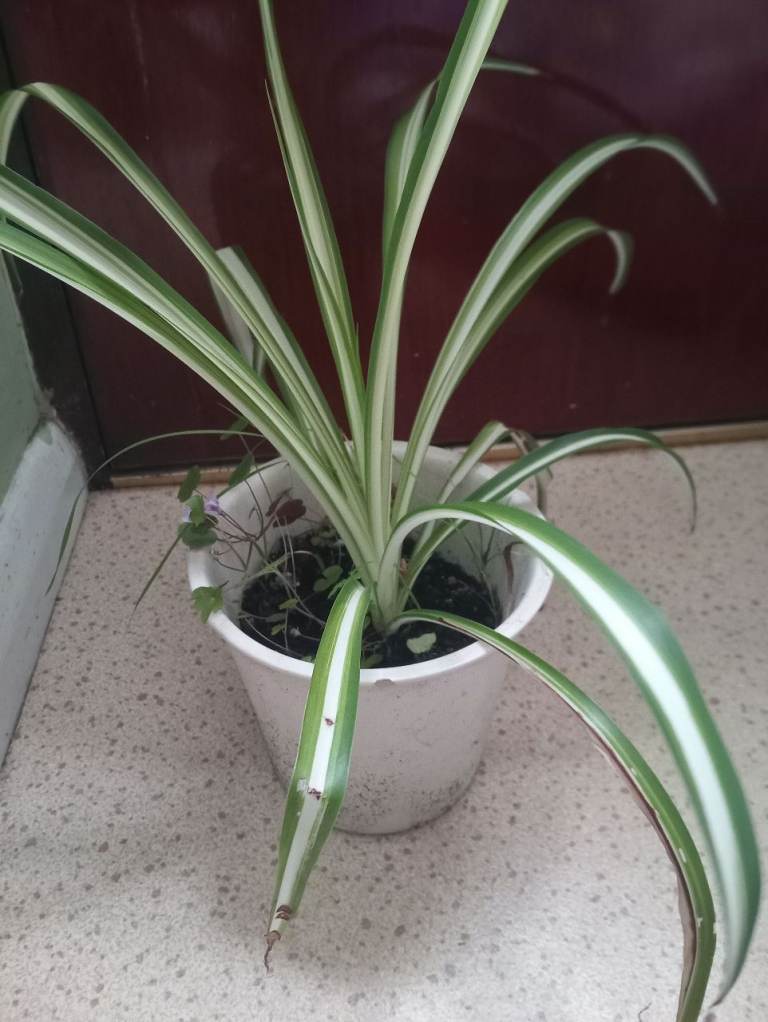 Spider plant in ceramic pot 