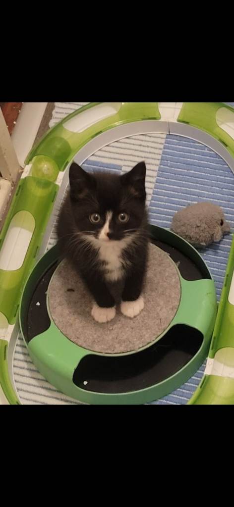 Kitten for sale