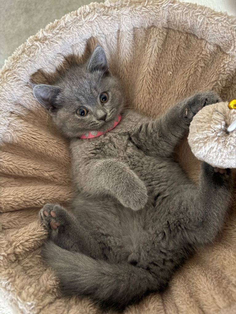Kitten / Cat/BSH 