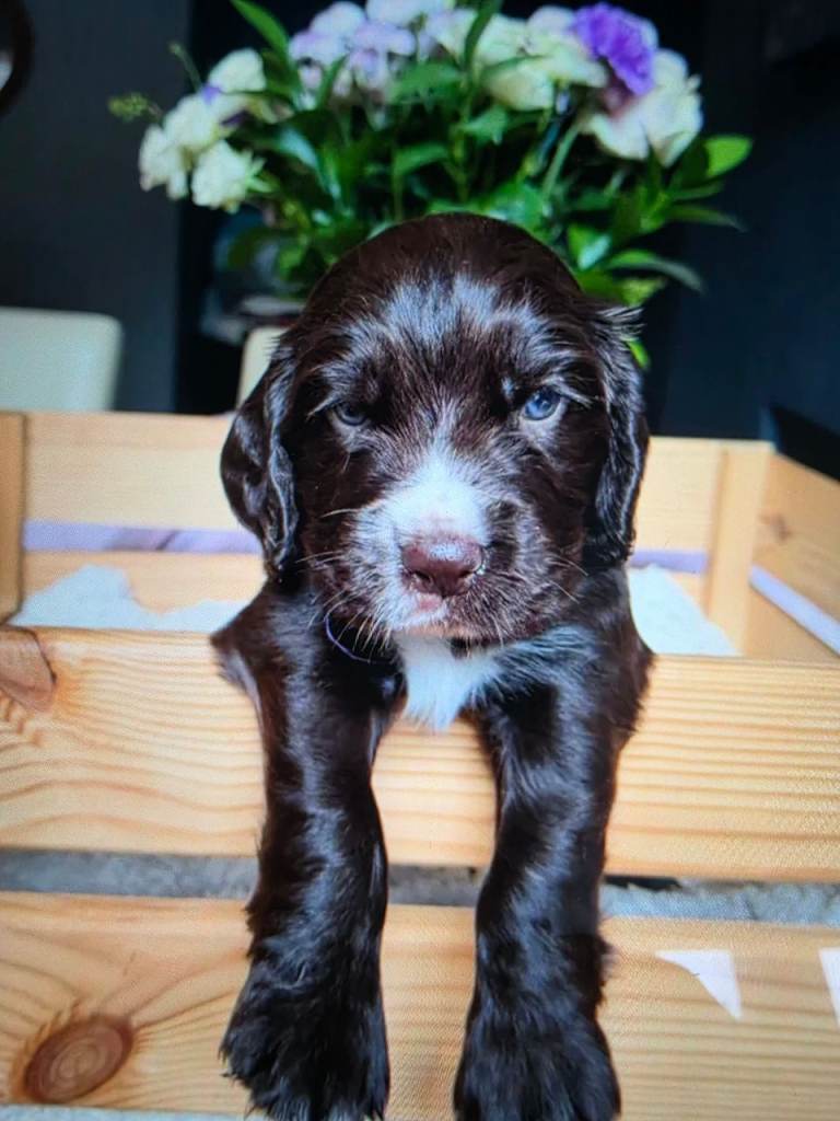 🐶Cocker Spaniel puppies for sale🐶