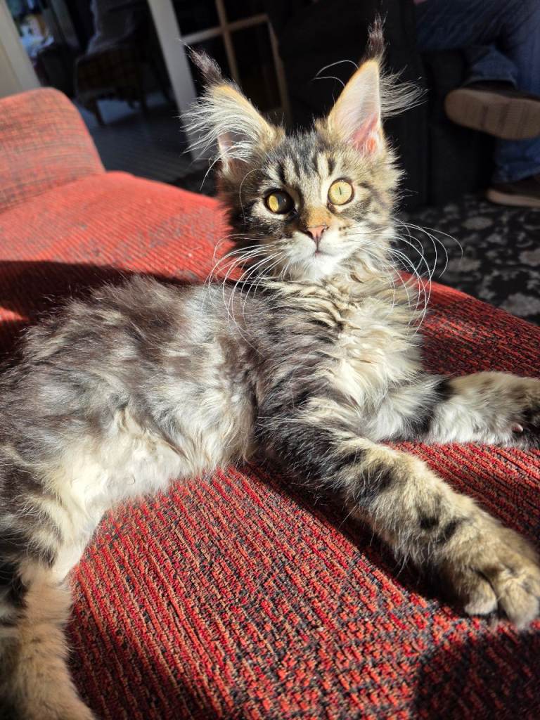 REDUCED Stunning Full XL Maine Coon kittens
