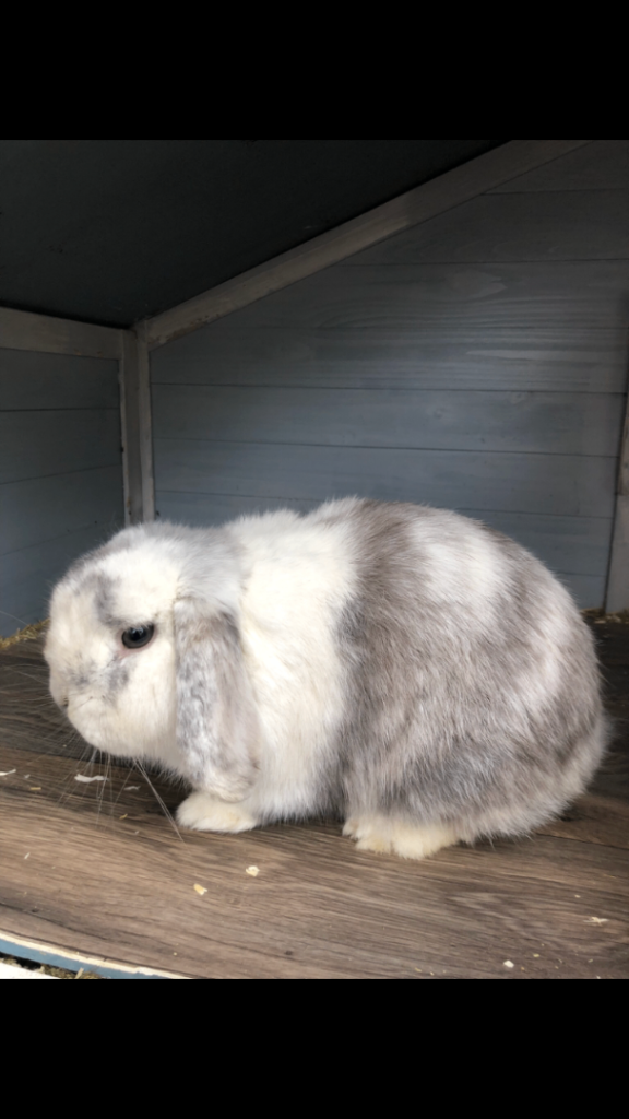 Gorgeous male rabbit 15 months old 