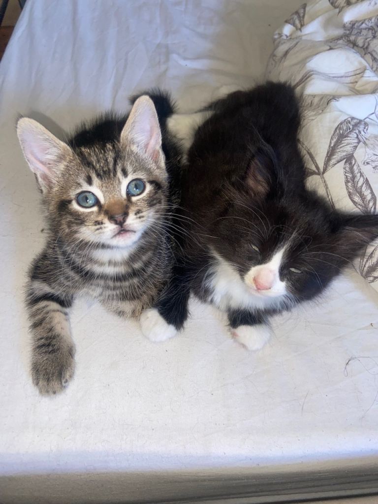 2 beautiful kittens ready to be re-homes 
