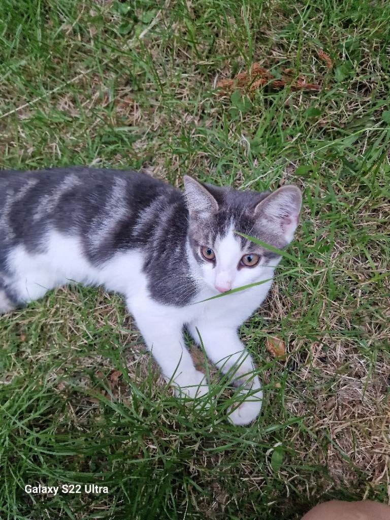 Kitten