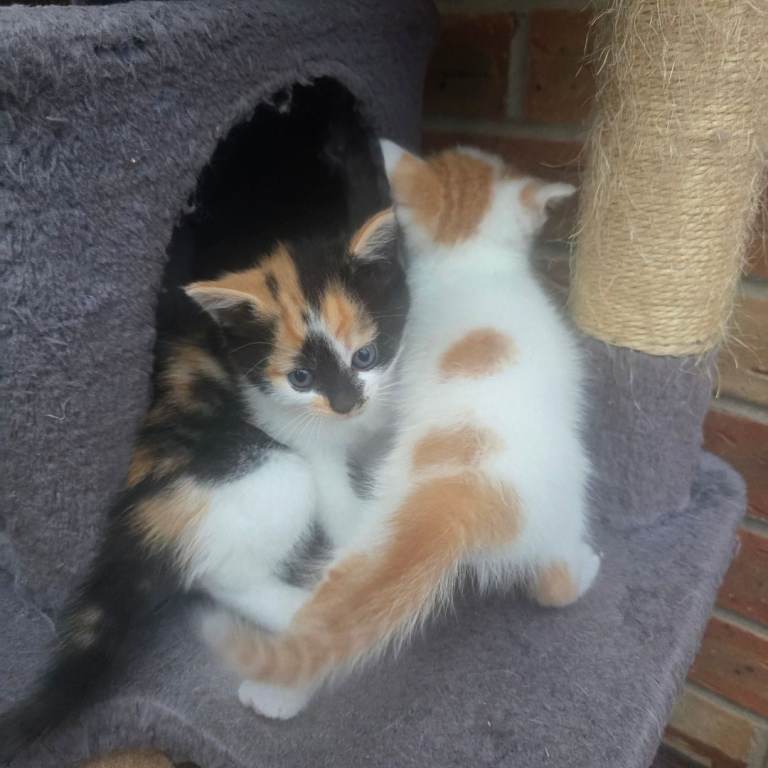 4 Beautiful Kittens Looking for Loving Homes